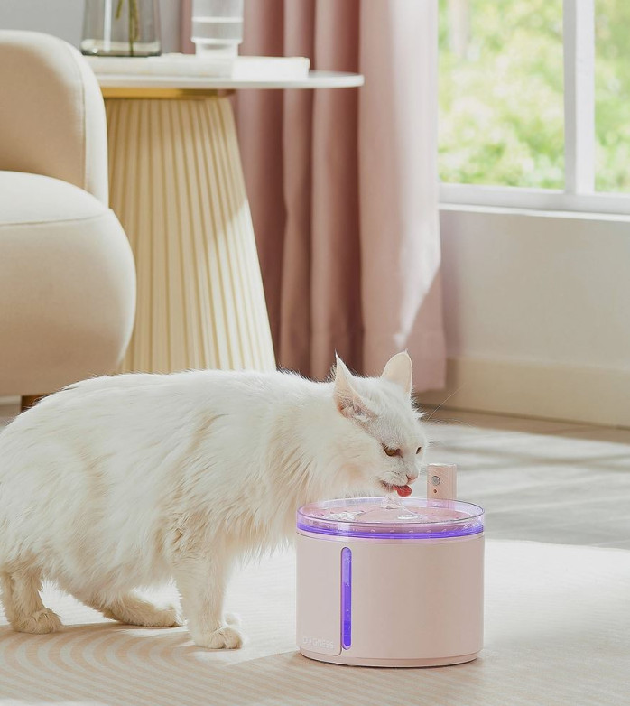 Pet Product Photography