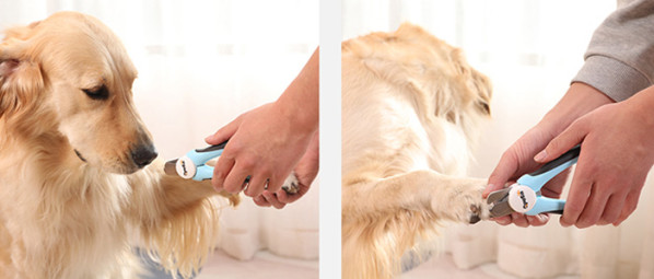 dog nail cutter product photography