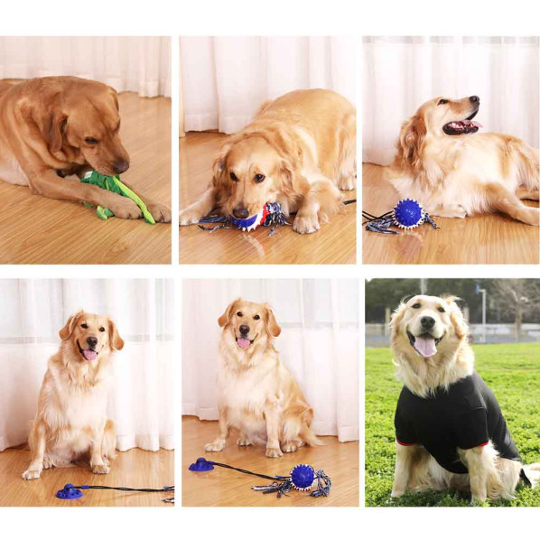 pet models for ecommerce photography