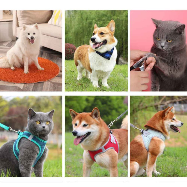 pet models for amazon photography