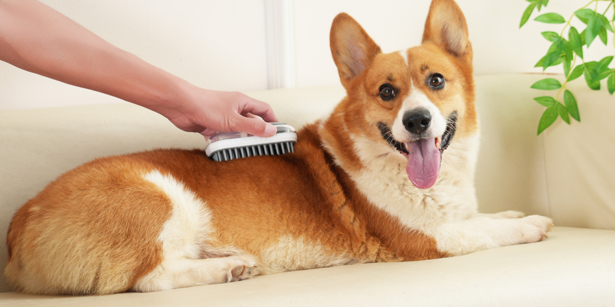 pet products lifestyle photography studio china