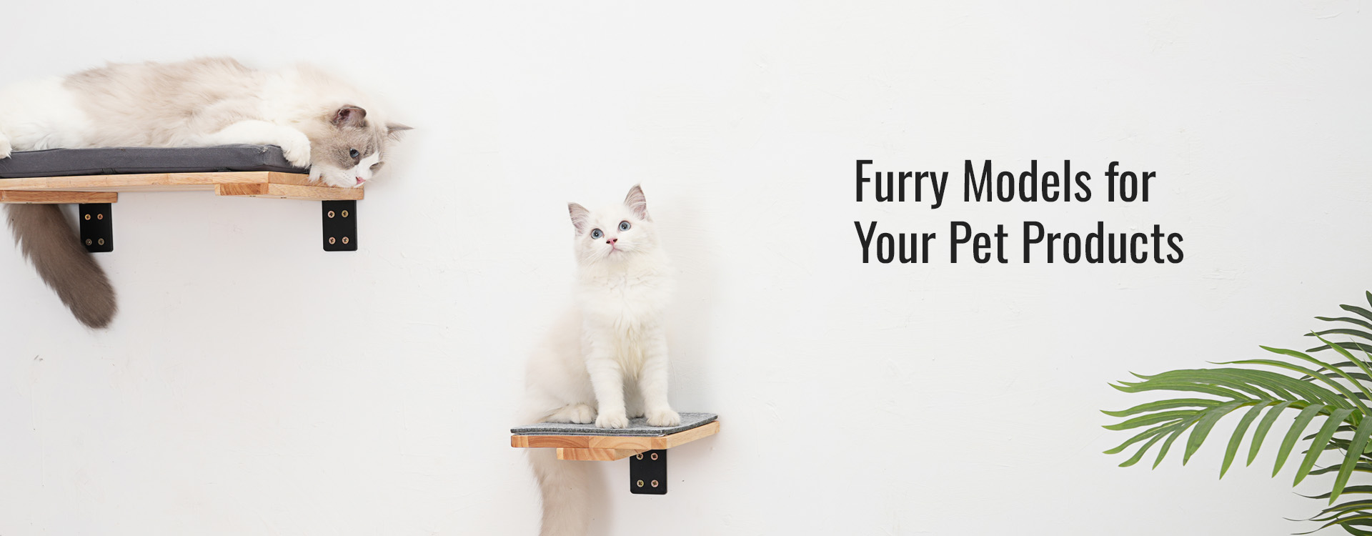 Pet Product Photography