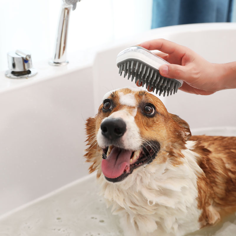 pet grooming product photography with dog model